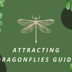 Attracting Dragonflies