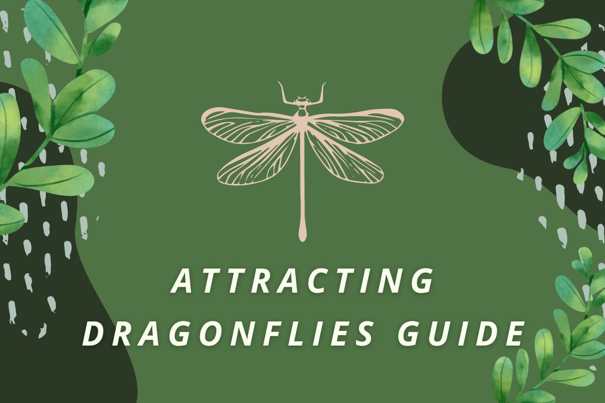 Attracting Dragonflies