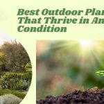 Best Outdoor Plants That Thrive in Any Condition