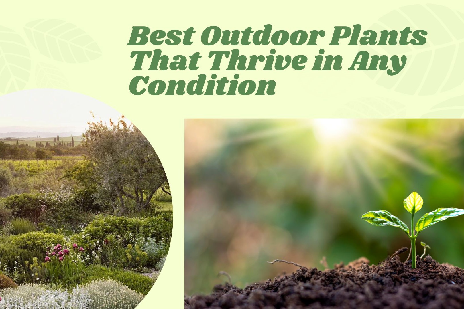 Best Outdoor Plants That Thrive in Any Condition