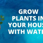 GROW PLants in your House with water