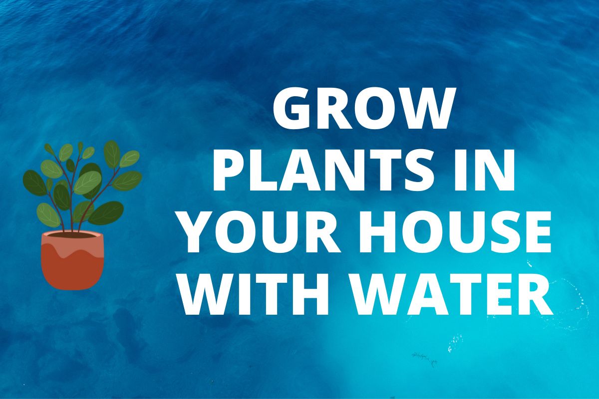 GROW PLants in your House with water