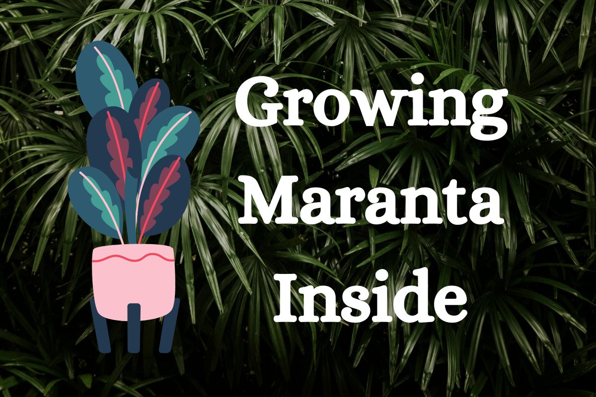 Growing Maranta Inside