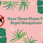 Have These Plants To Repel Mosquitoes