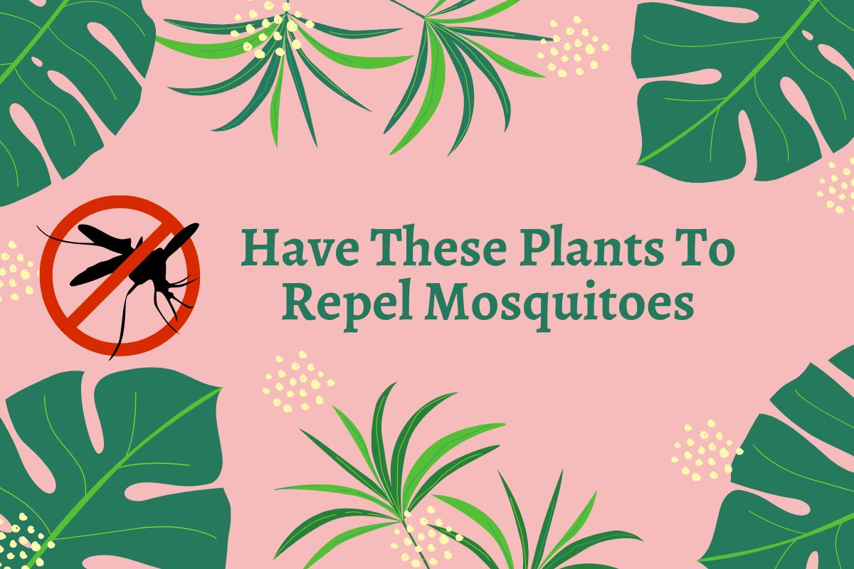 Have These Plants To Repel Mosquitoes