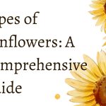 Types of Sunflowers A Comprehensive Guide