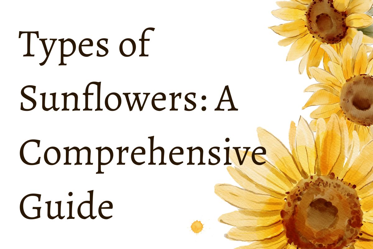 Types of Sunflowers A Comprehensive Guide