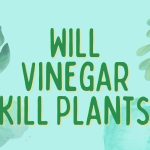 Will Vinegar Kill Plants