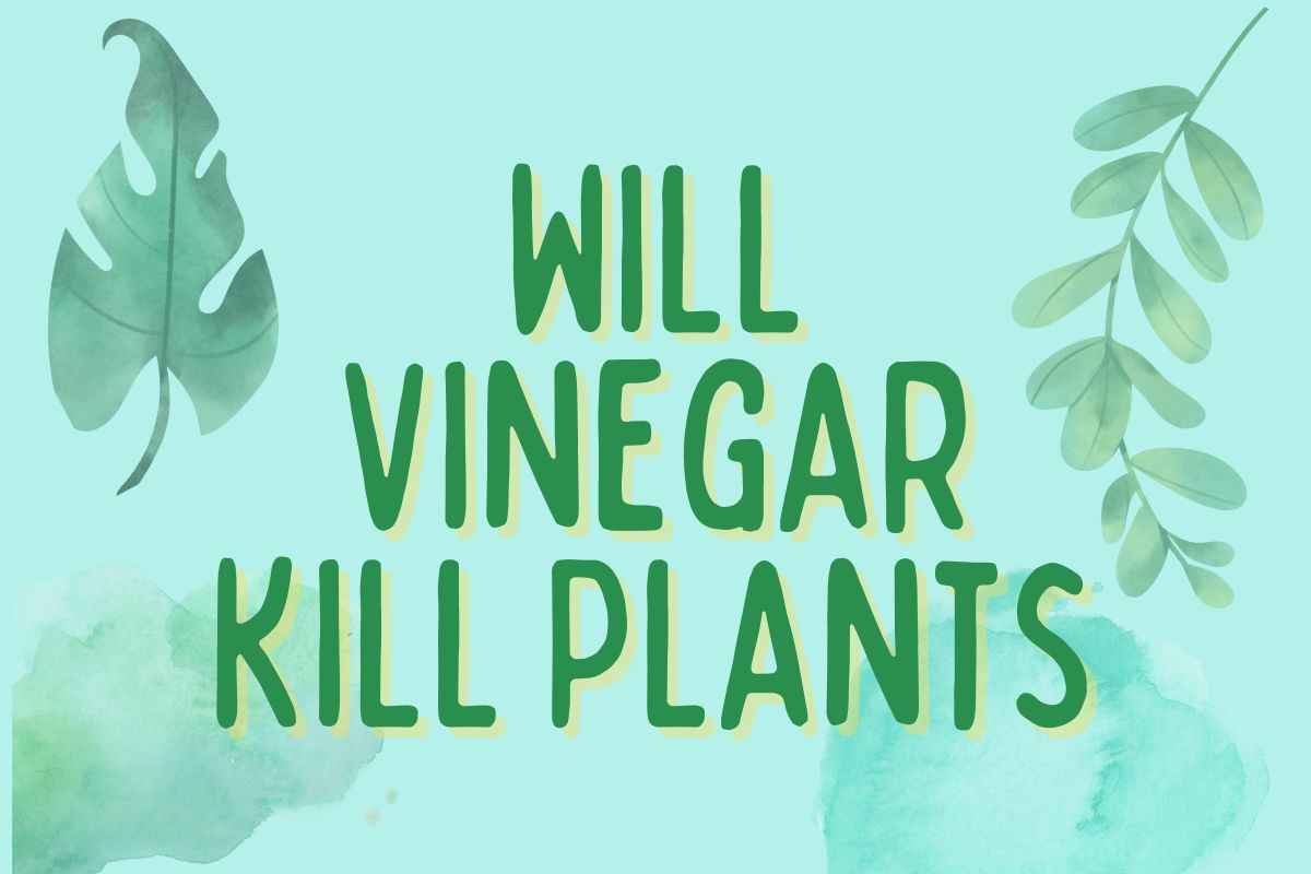 Will Vinegar Kill Plants