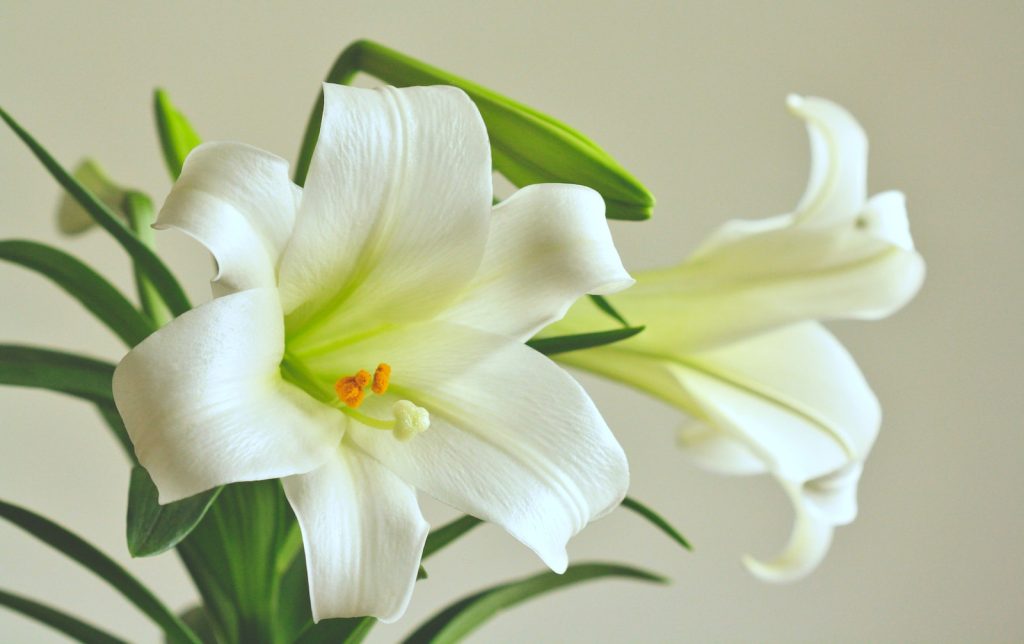 a white flower with green leaves in a vase, peace lily