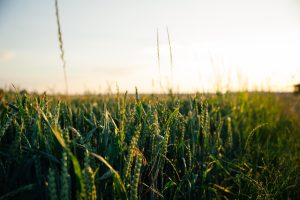 green wheat field during daytime