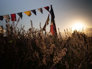 the sun is setting over a field of tall grass