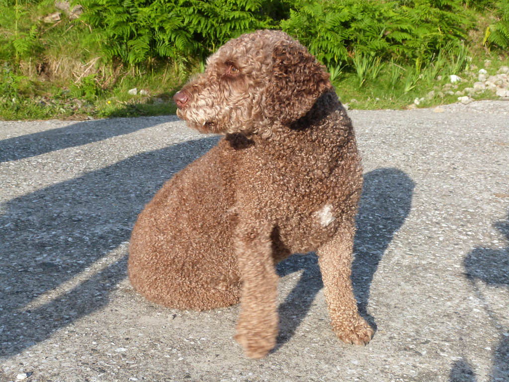 Spanish Water Dog