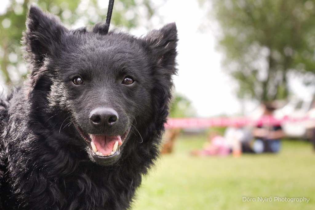 Black dogs are beautiful as well