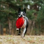 black and white short coated dog running on brown grass field during daytime