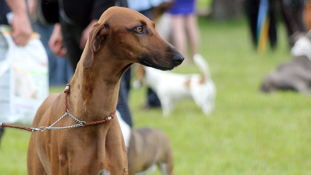 Azawakh at dog show