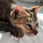 a close up of a cat laying on a bed