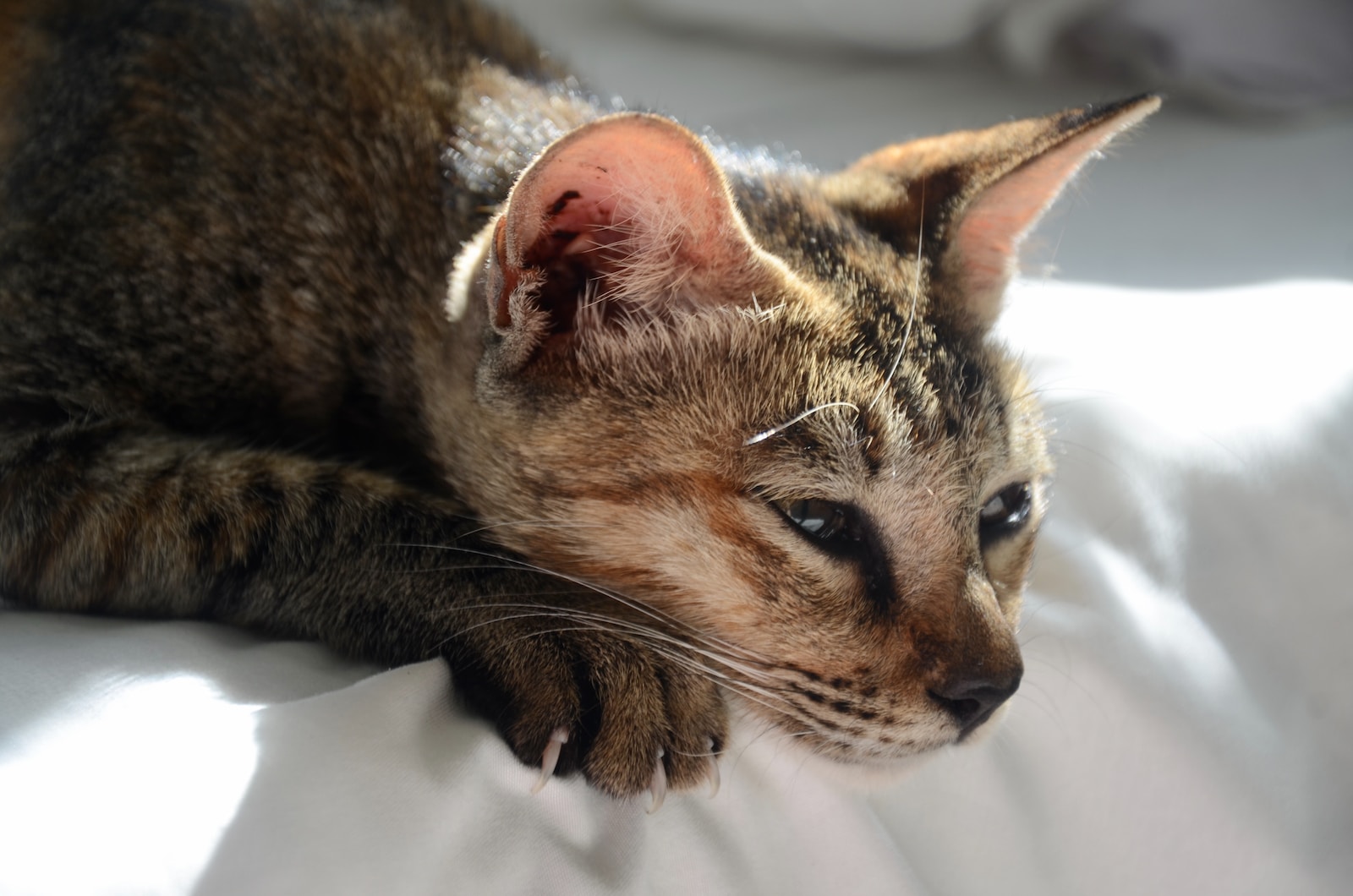 a close up of a cat laying on a bed