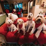 white dogs on red sofa