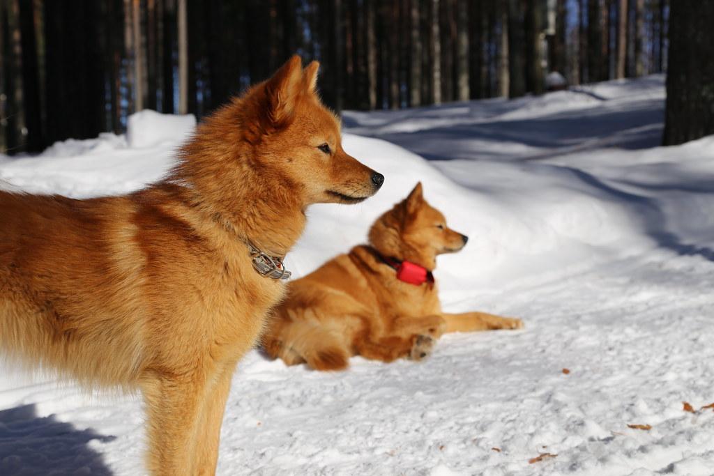 Two Finnish spitz