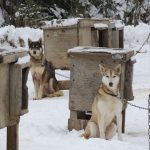 brown and white fox beside brown wooden cage