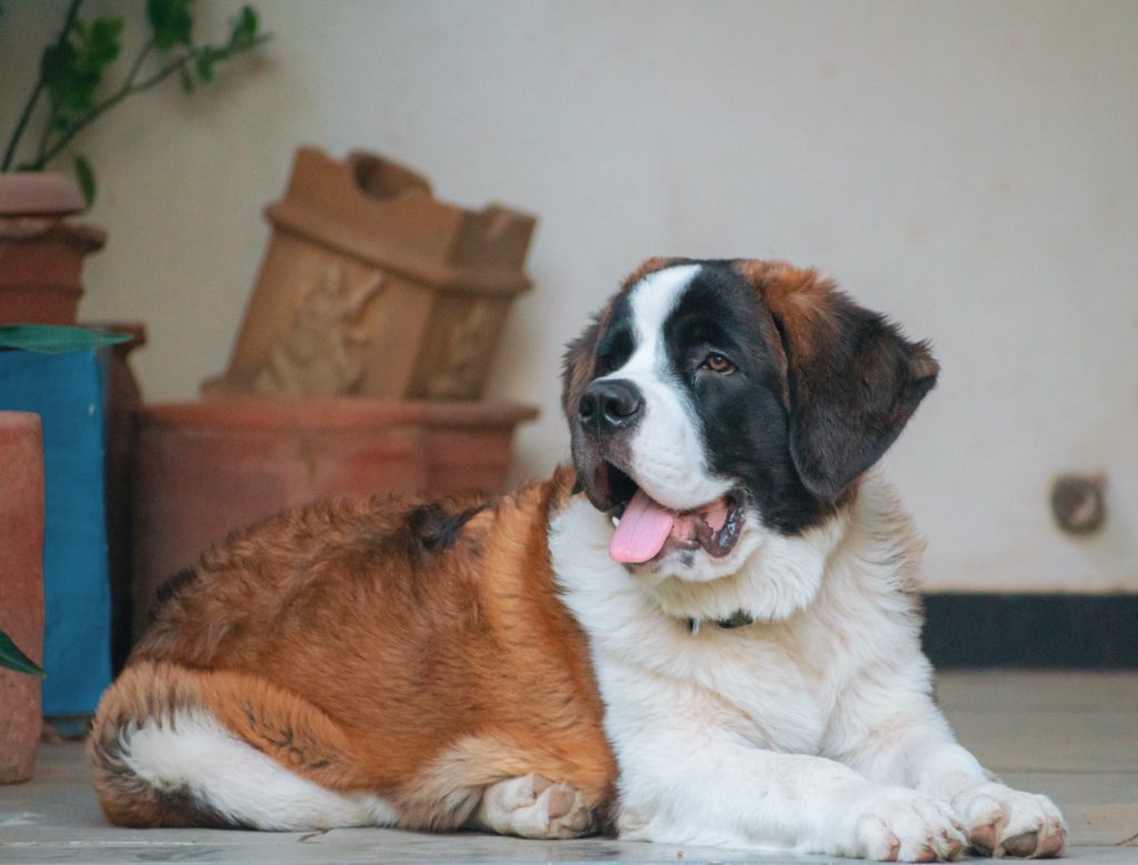 a large brown and white dog laying on a tile floor