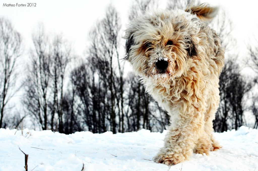 Bergamasco sheepdog