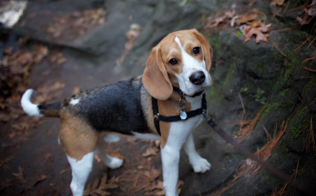 tricolor beagle puppy on brown soil