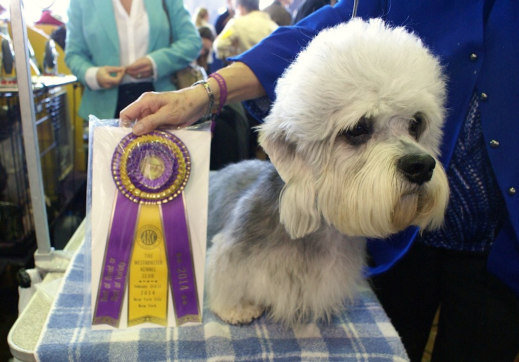 Dandie Dinmont Terrier