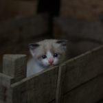 white and gray tabby kitten on brown wooden crate