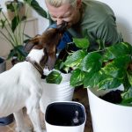 man in green jacket holding white and brown short coated dog