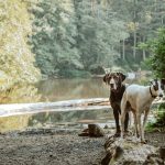 white and brown short coated dog on brown rock near body of water during daytime