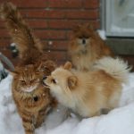 brown cat beside dog during daytime