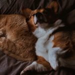 corgi and tabby cat on brown textile