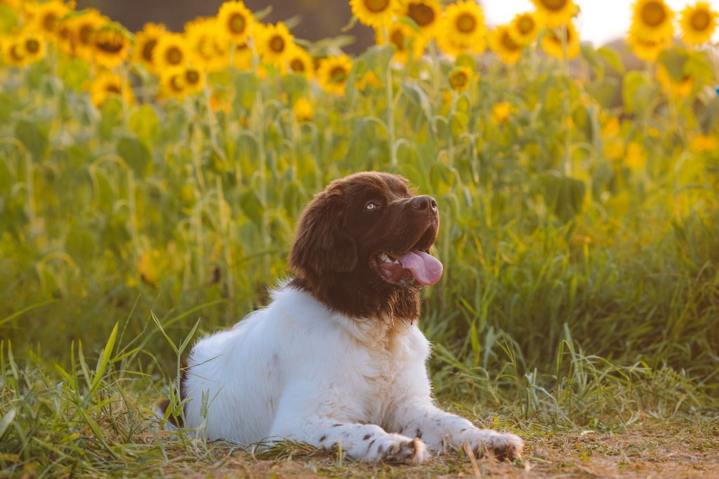 white and brown short coated dog lying on green grass during daytime