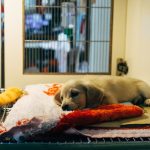 fawn pup on red and white textile