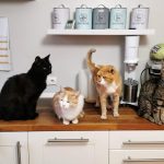 orange tabby cat on white wooden cabinet