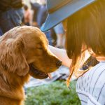 closeup photography of woman holding adult golden retriever