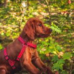 short-coated brown dog near tree