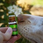 a dog sniffing a bottle of essential oils