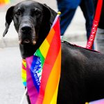 short-coat black dog during daytime photo